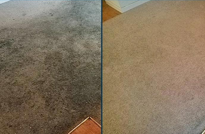 Carpet Cleaning Service for School & College in Sarasota, FL
            