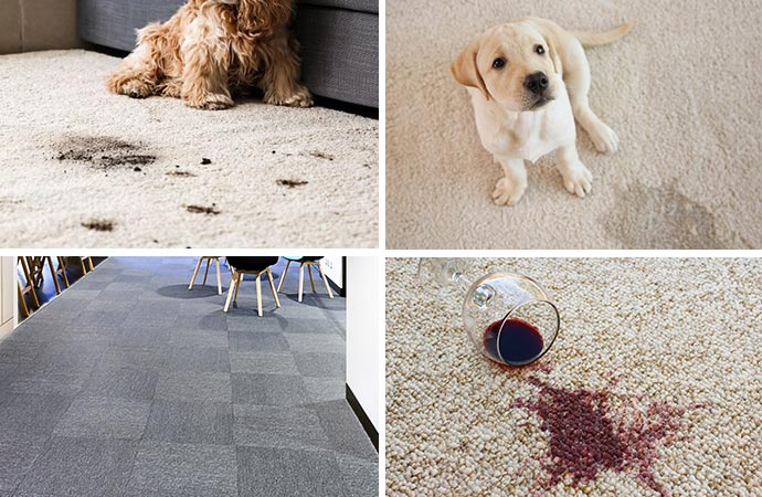 Pet odor and stain on the carpet