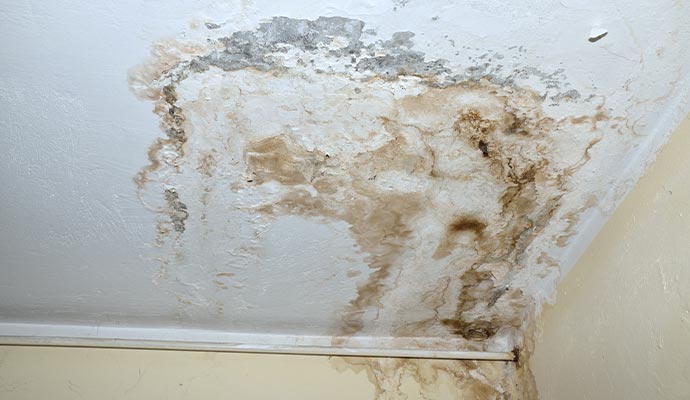 Mold on the white ceiling