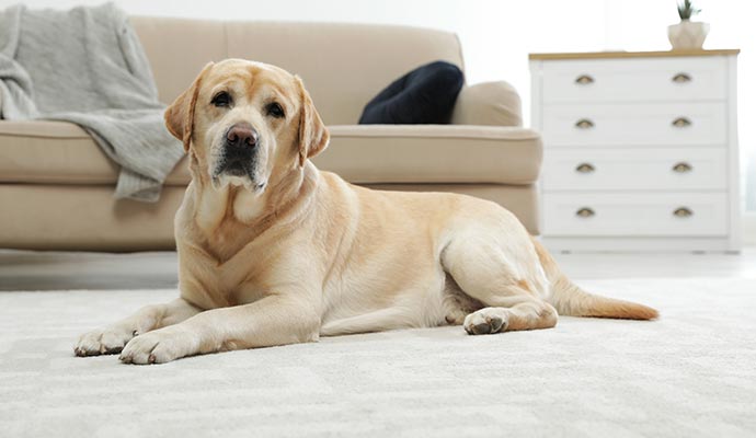 Pet Stain Removal from Carpets in Sarasota, FL | Teasdale Fenton