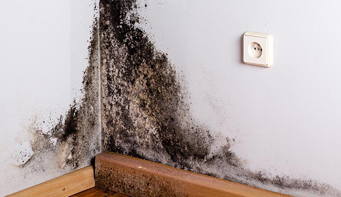 Growing excessive mold in the room corner