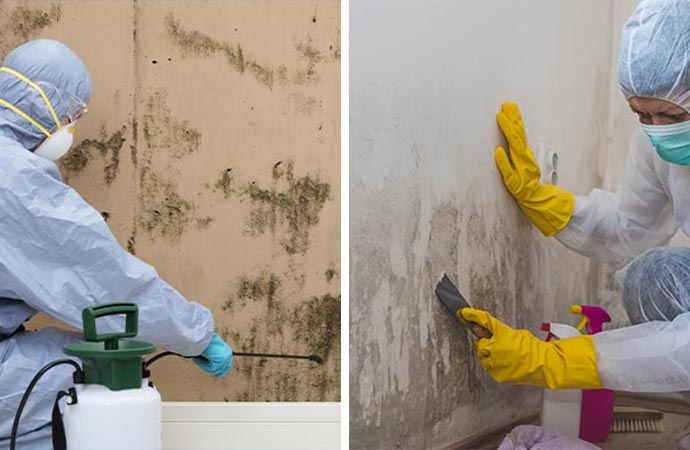 Mold removal services and worker spraying 
